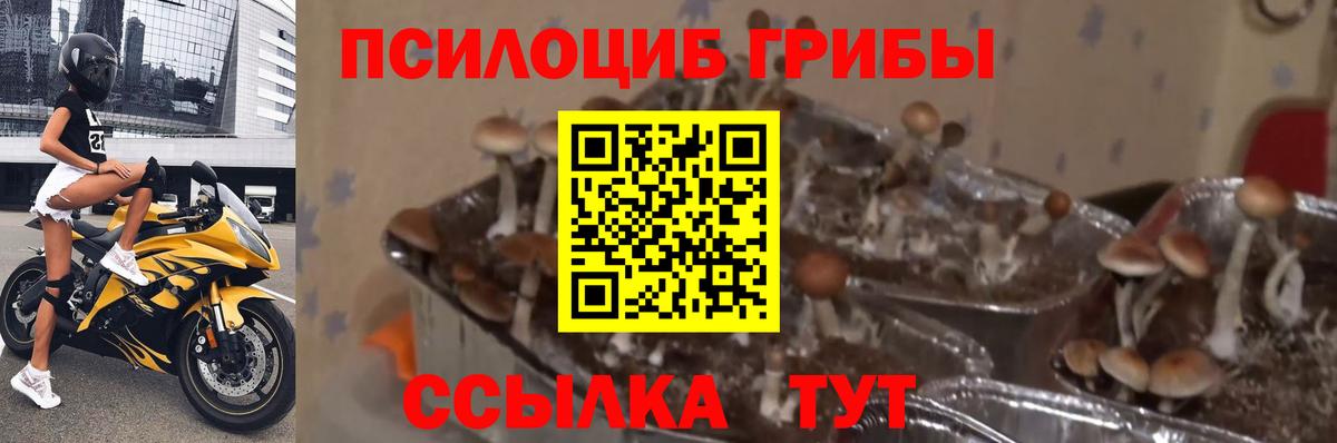 Псилоцибиновые грибы ЛСД Каменск-Уральский